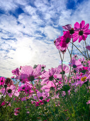 Bottom up view of pink cosmos flower in morning with sun and blue sky
