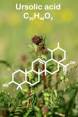 Photo of a salad burnet (Sanguisorba officinalis) with added structural formula of ursolic acid.