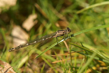 Closeup on a Common bluet damselfly, Enallagma cyathigerum, perched in the vegetation