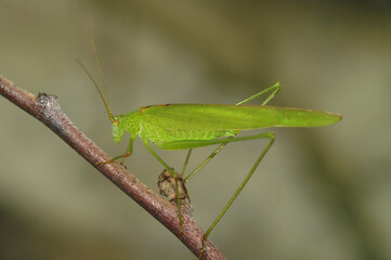 Closeup on an emerald green European sickle-bearing bush-cricket , Phaneroptera falcata