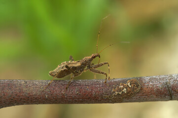 Detailed closeup on a beneficial tree damsel bug Himacerus apterus, sitting on a green leaf