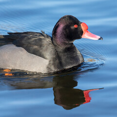 A close up half length portrait of a rosy-billed pochard with reflection in the water - 698022736