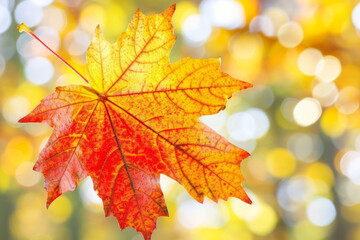 Naklejka na ściany i meble A colorful autumn leaf with a blurred background