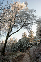 Beskid Sądecki, Łabowska Hala