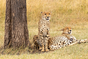 Two cheetahs, resting in a field near a tree