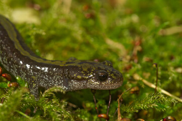 Closeup on an adult male longtoed salamander, Ambystoma macrodactylum from Mid - Oregon, USA