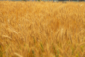 小麦畑
