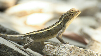 lizard on a rock