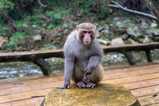 A lone golden-haired monkey sits on the ground in the peaceful surroundings of Wudang Mountains in Hubei, China.