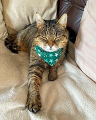 A Cat With Green Bandanas On It's Neck 