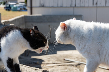 にらみ合う二匹の猫