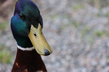 Extreme close-ups with high-end sharpness of a colorful male duck.