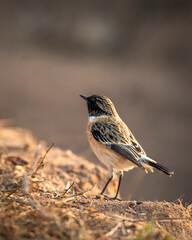 European stonechat or Saxicola rubicola bird closeup or portrait in winter sunlight during safari at forest of central india