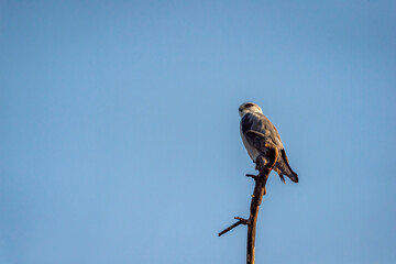 black winged shouldered kite or elanus caeruleus bird closeup small raptor and hunter perched high on tree trunk in natural blue sky background during winter migration at forest of central india asia