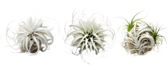 Tillandsia Tectorum, Xerographica & Ionantha Air Plants: Unique Houseplants for Beginners