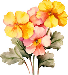 Primrose Flower Watercolor Clipart