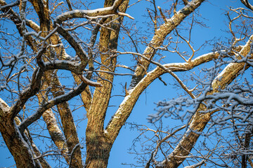branches against blue sky, nacka,sweden,sverige,Mats