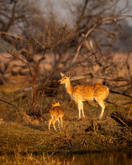 mother Spotted deer or Chital or Cheetal or axis axis with her fawn or baby in scenic and colorful landscape winter evening light at keoladeo national park or bharatpur bird sanctuary Rajasthan India