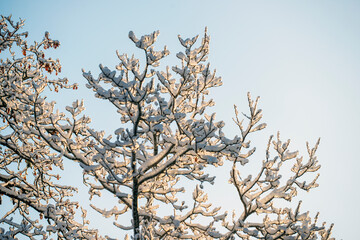 branches of a tree in the winter, nacka,sweden,sverige,Mats