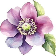 Naklejka premium Hellebore Flower Watercolor Clipart