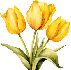 Tulip Watercolor Clipart