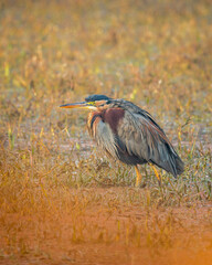 purple heron or ardea purpurea fine art closeup or portrait in winter season sunrise light at keoladeo national park or bharatpur bird sanctuary rajasthan india asia