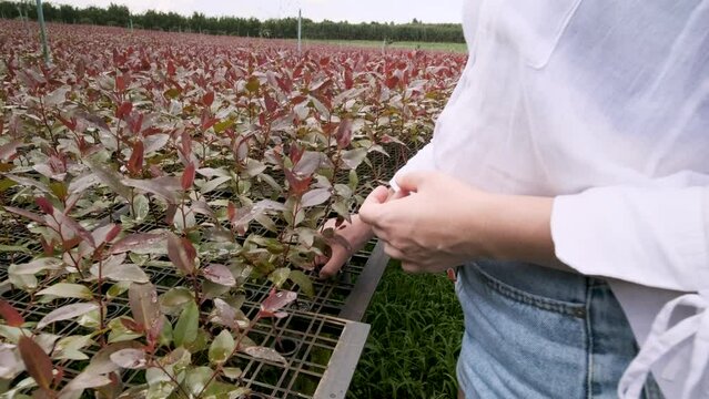 A woman examines a eucalyptus seedling. Natural medicine industry. Eucalyptus production site for the cellulose industry.