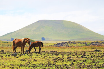 Pair of brown wild horses relaxing in the meadow of Easter island, Chile, South America