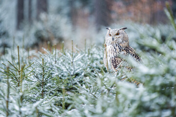 snowing and The Eurasian eagle-owl sitting among the little snowy trees