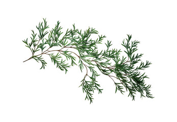 Fototapeta premium Juniper_leaves_No_shadows_highest_details