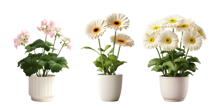 Beautiful White Flowers in Nature