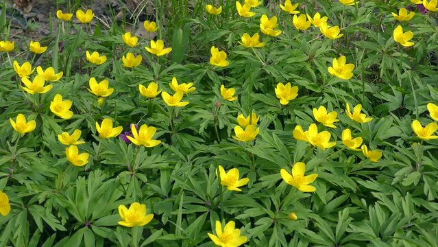 Large numbers of Yellow anemone or Buttercup anemone (Anemone ranunculoides) in the spring forest.