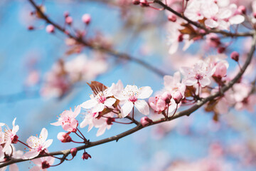 Branches with light pink flowers of Sakura on blue sky background . Selective focus. Shallow DOF.