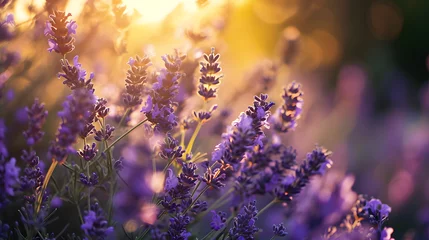 Deurstickers Lavendelfeld im goldenen Sonnenlicht © Stefan