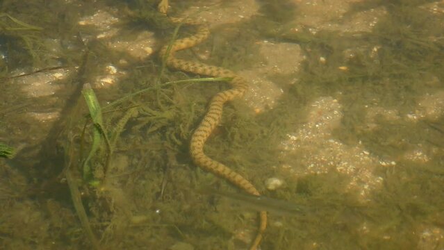 Dice Snake (Natrix tessellata) crawls along the bottom in shallow water, fish swim nearby, view through clear water.