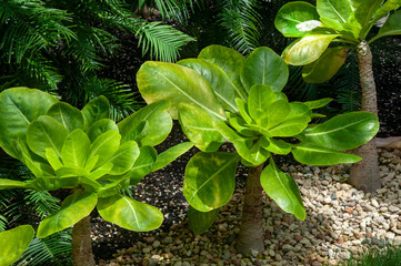 Sydney Australia, critically endangered brighamia insignis or olulu plant native to Hawaii