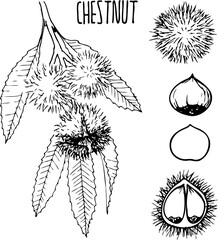 Hand drawn vector line illustration of edible chestnut for frying.