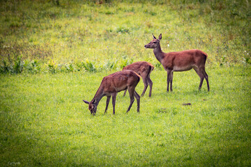 Famille cervid&eacute;s
