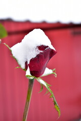 purple rose in the  snow against a red wall