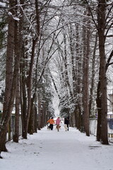 people with dogs walk along a snow-covered alley in the park