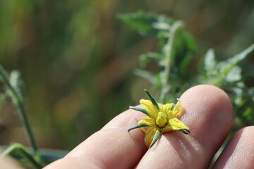 In the palm between the fingers, a man's hand holds a yellow flower of a tomato plant