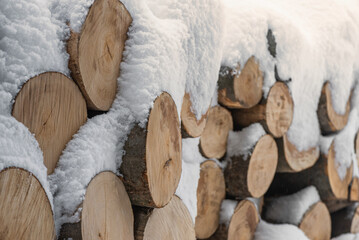The snowy beech wood logs for a firewood.