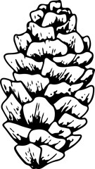 line art pine cones. Ink graphic twig of conifers evergreen tree. Hand painted outline botanical illustration for Christmas greetings, cards, wallpapers, invitation