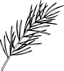 line art pine branch. Ink graphic twig of conifers evergreen tree. Hand painted outline botanical illustration for Christmas greetings, cards, wallpapers, invitation