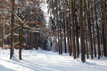Snowy forest after heavy snowfall in central Europe
