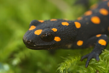 Closeup of the colorful but endangered Anatolian newt, Neurergus strauchii, sitting on green moss