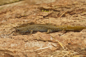Closeup on an adult Japanese endangered Oita salamander, Hynobius dunni sitting on wood