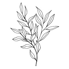 Vector branch with leaves. Elegant illustration for wedding cards, polygraphy, logo, tattoo. Hand drawing monochrome botanical art for backgrounds. Template with graphic branch art.