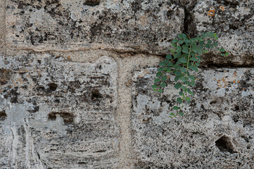 Ancient background with old brick wall and green plant