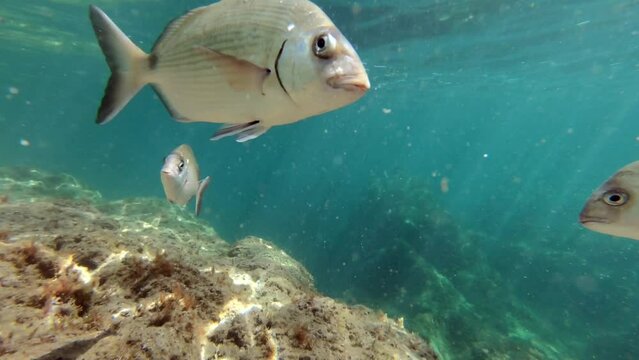 Underwater footage in Mediterranean sea with saddled seabreams (oblades)